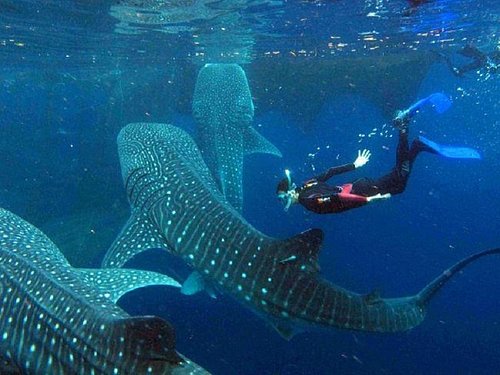 Whale Shark Watching